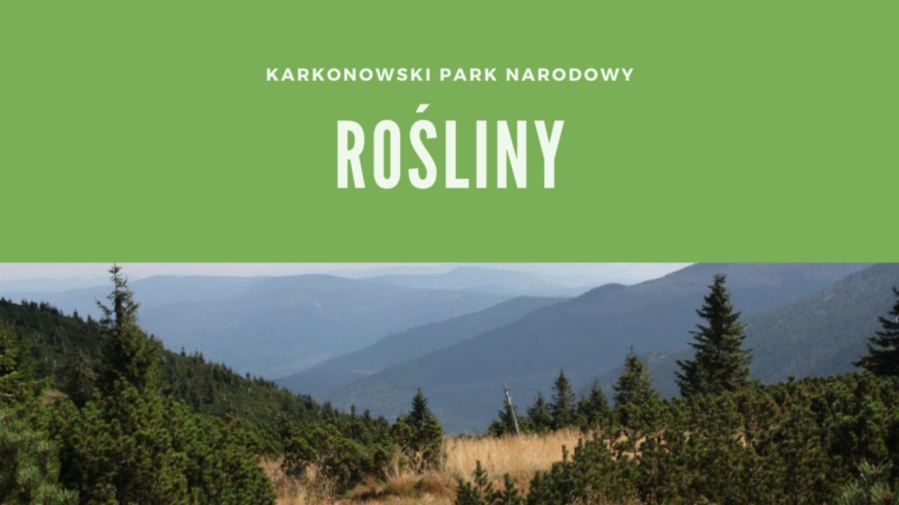 Karkonoski Park Narodowy Rośliny