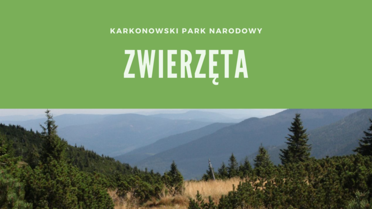Karkonoski Park Narodowy Zwierzęta